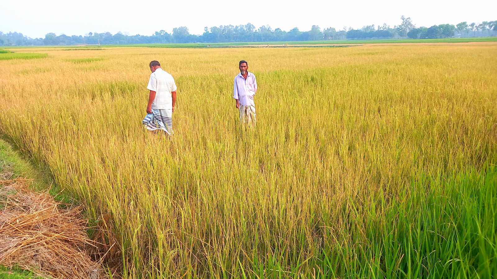 মান্দায় ১ একর জমির ধান গাছ বিষ দিয়ে হত্যা