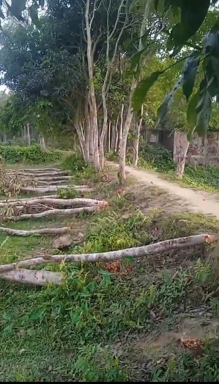 অমানবিক আচরণ আধা কাপ ধান ও গাছ কেটে নিল প্রতিপক্ষের লোকজন