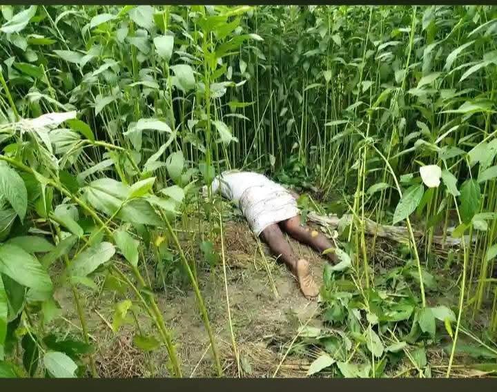 নাগরপুরের পাটক্ষেতে মিলল অর্ধগলিত লাশ