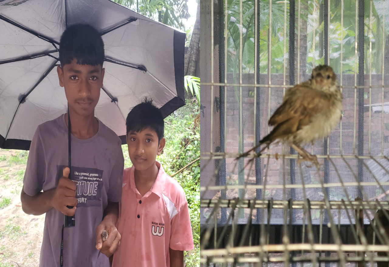 পুঠিয়ায় বৃষ্টির মধ্যে উড়তে অক্ষম বুনো পাখি উদ্ধার