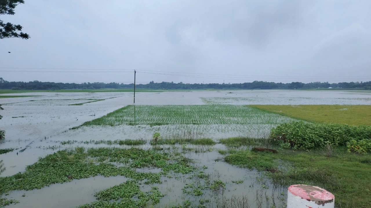 লোহাগড়ার অতি বর্ষণে তলিয়ে গেছে ফসলি জমি