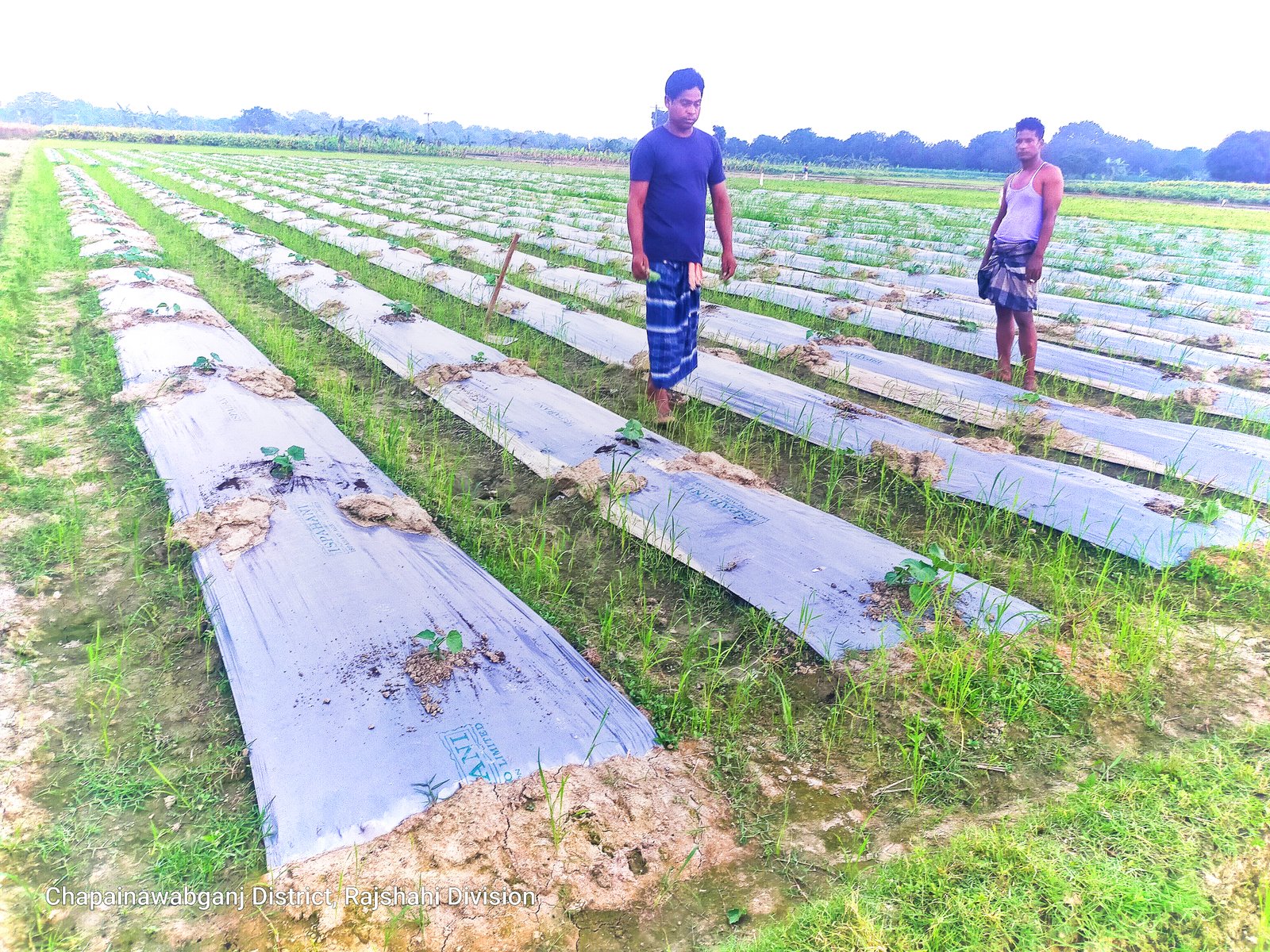ভোলাহাটে জৈবসার প্রয়োগের পর কৃষকের ২ বিঘা জমির শসার চারা নষ্ট, দিশেহারা সমির  প্রায় লাখ টাকা বিনিয়োগ করে সর্বস্বান্ত হওয়ার শঙ্কা, ডিলারের বিরুদ্ধে কৃষকের অভিযোগ